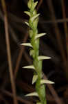 Great Plains lady's tresses